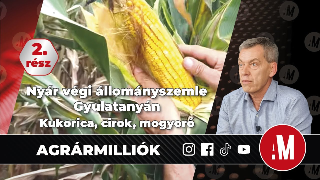32. 🎬 Kukorica, cirok, cukorrépa és mogyoró. Folytatjuk nyár végi állományszemlénket Gyulatanyán!