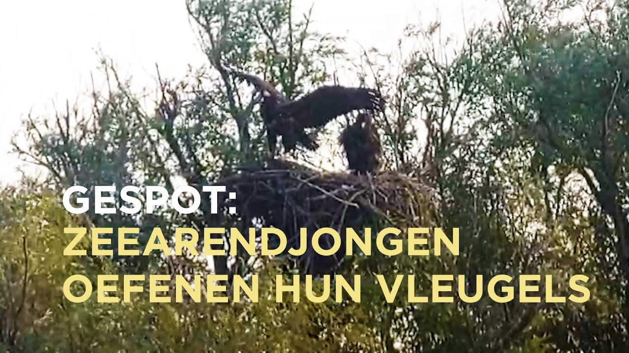 Zeearendjongen bijna klaar om te vliegen