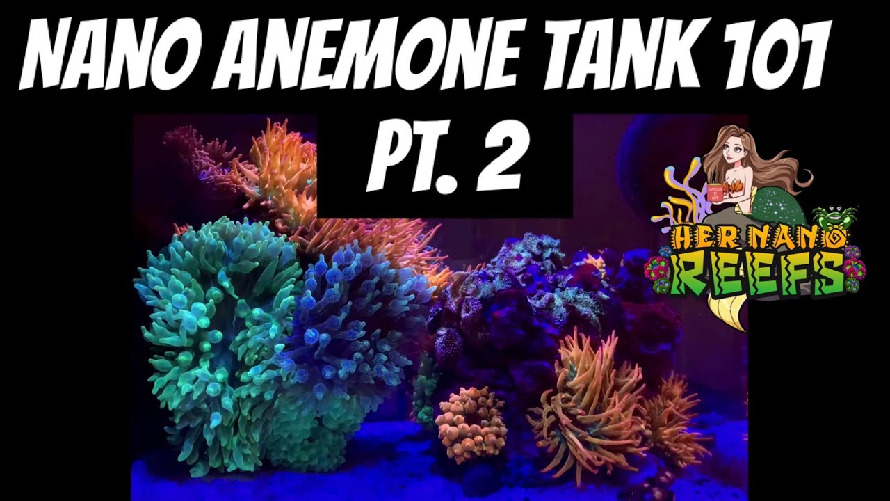 Nano Anemone Tank 101 Pt. 2