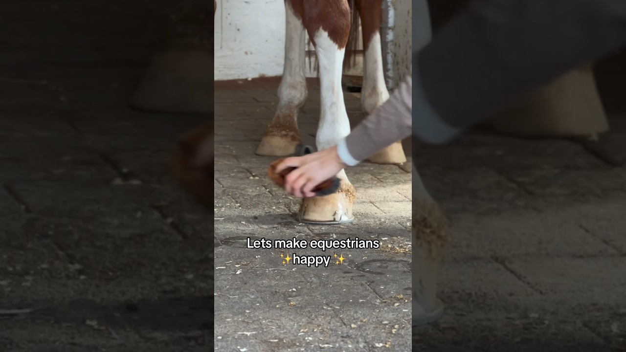Satisfying 🪄✨ #equestrian #horse #pony #horselife #horseriding #horses #rider #satisfying #magic
