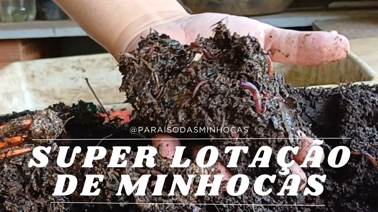 Superlotação de minhocas 🪱 Veja o que acontece quando o minhocário fica lotado de minhocas! 🪱