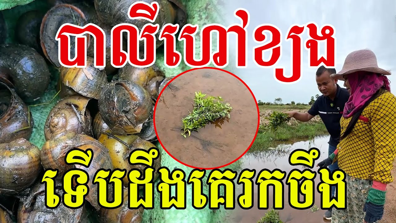 បាលីហៅខ្យង​ ទើបដឹងគេរកចឹងសោះ​ មានដើមនេះរកជាចំណីពិសេស