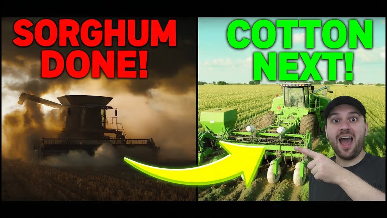 FS25 LIVE! Sorghum Harvest COMPLETE ➡️ Sowing MASSIVE Cotton Field 🚜🌱
