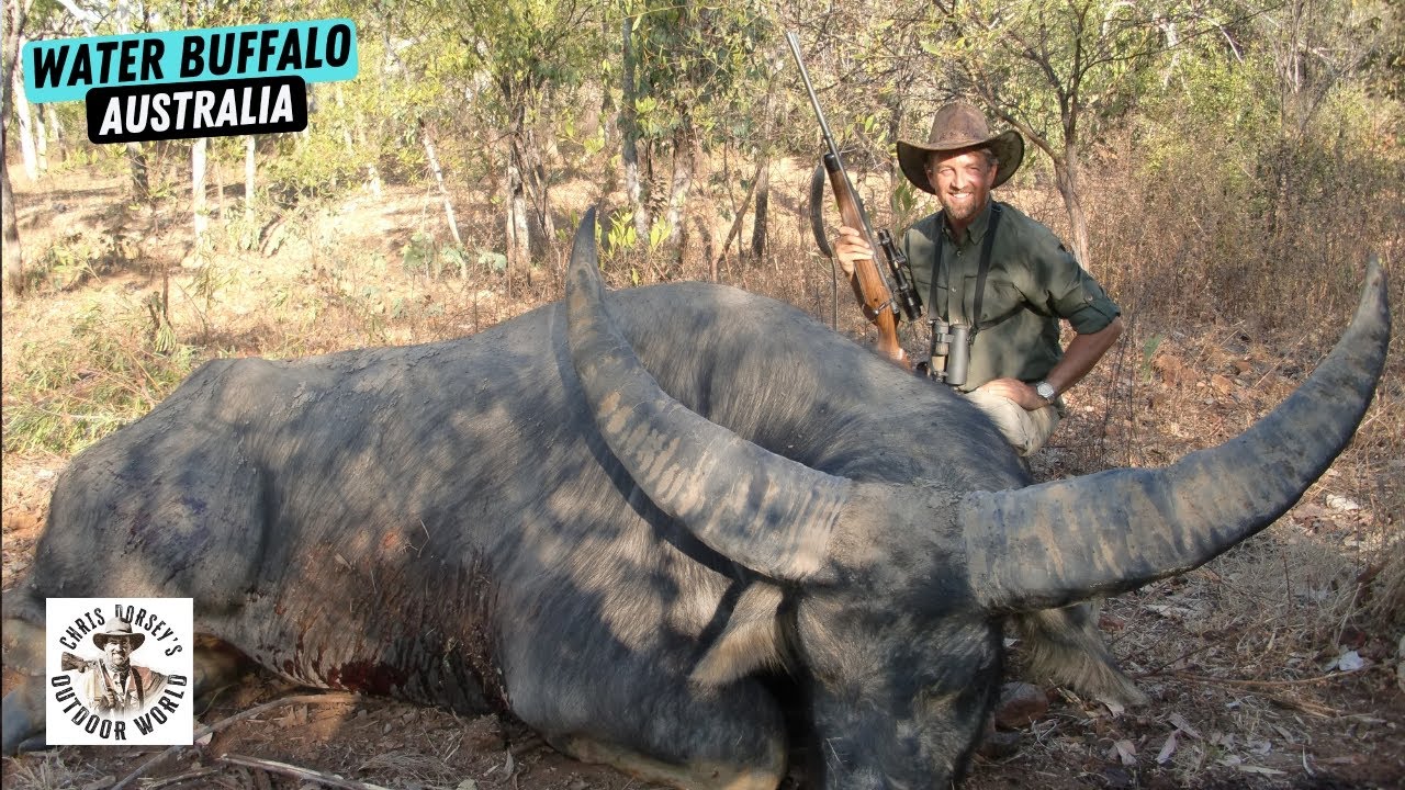 Hunting Enormous Water Buffalo in Australia