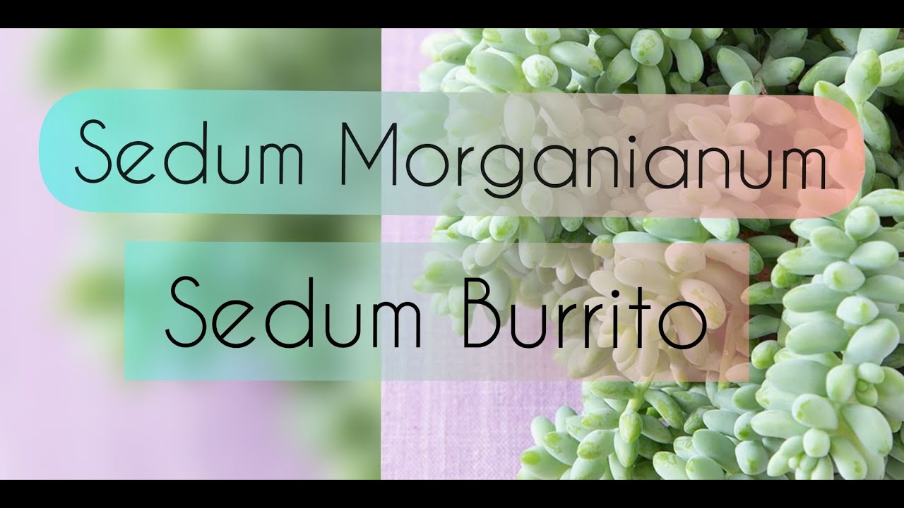 SEDUM MORGANIANUM/SEDUM BURRITO/TRASPLANTE/CUIDADOS/Jardín Suculento