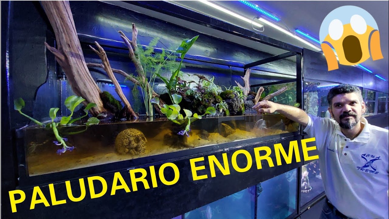 Como Hacer Un Paludario para 1,000 Peces Tetra ft Braulio Naranjo (Chars Fishers)