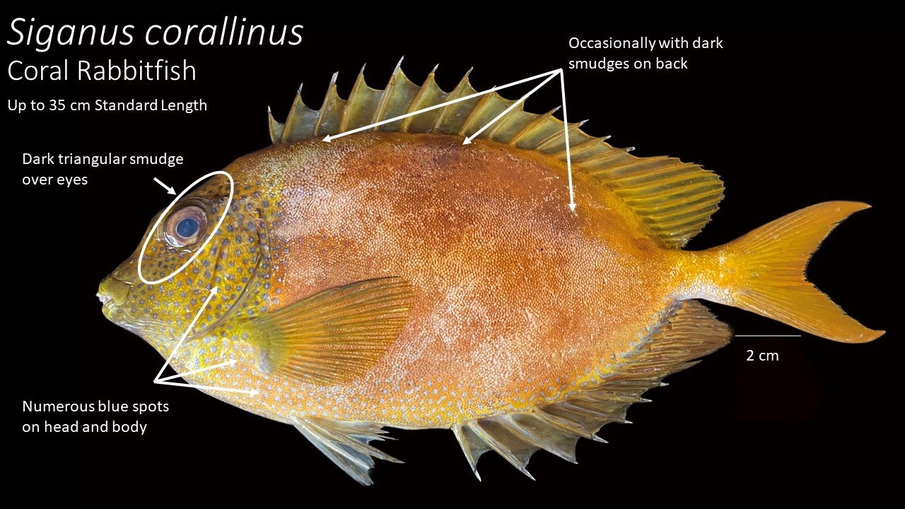 Guide to easily identify Rabbitfishes (Siganidae)