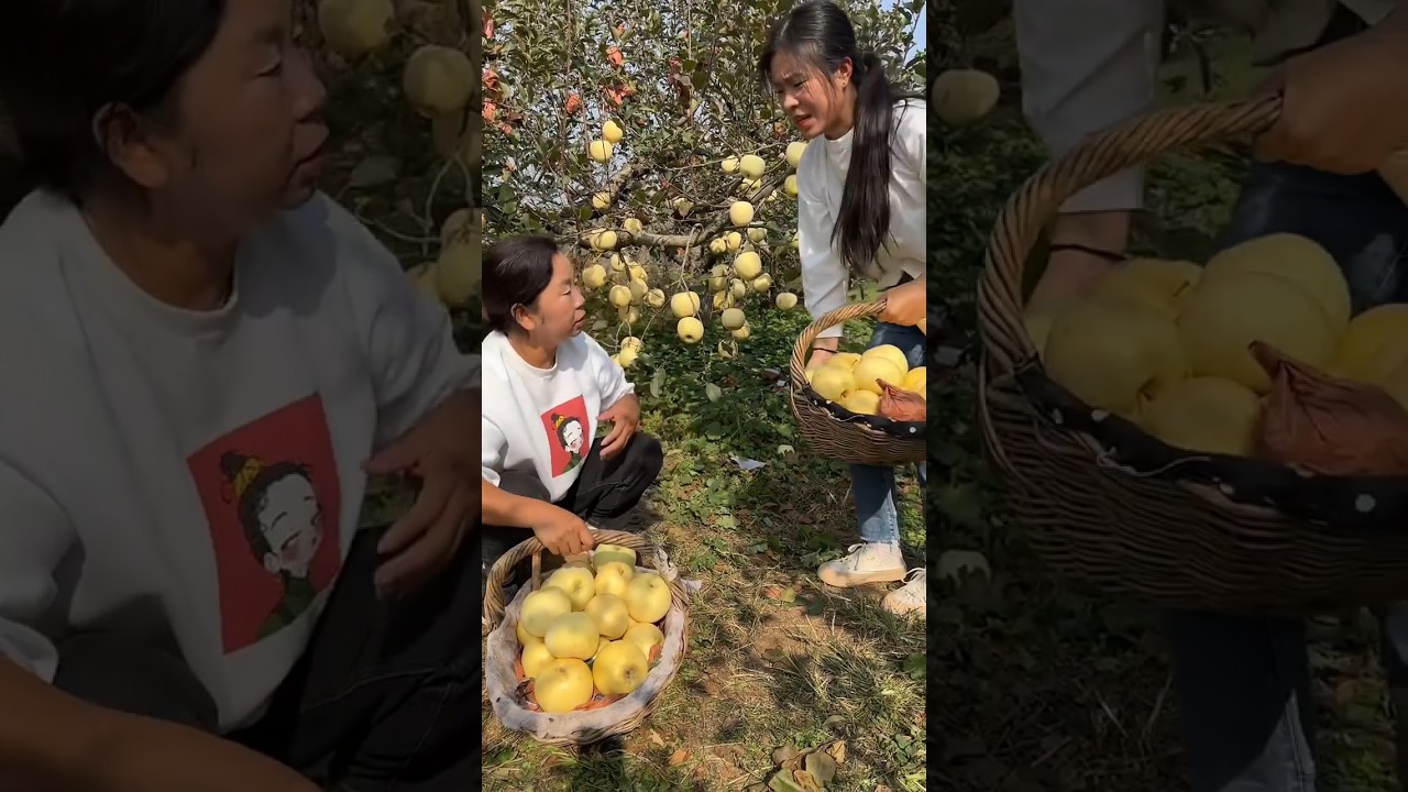 Very happy life and harvesting apple fruit from farmers with beautiful natural fruit #farming