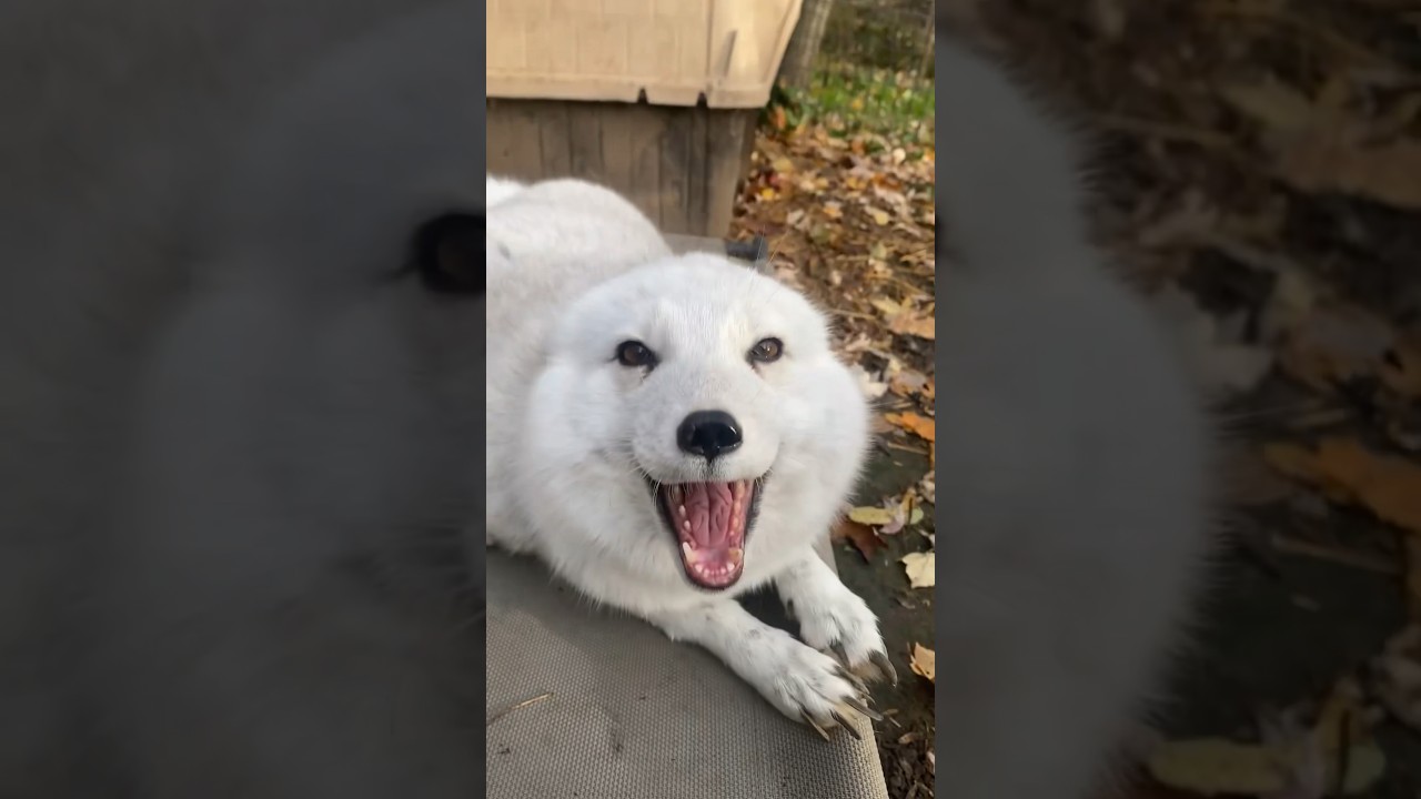 My Foxes And The Reasons They Scream l The Dodo
