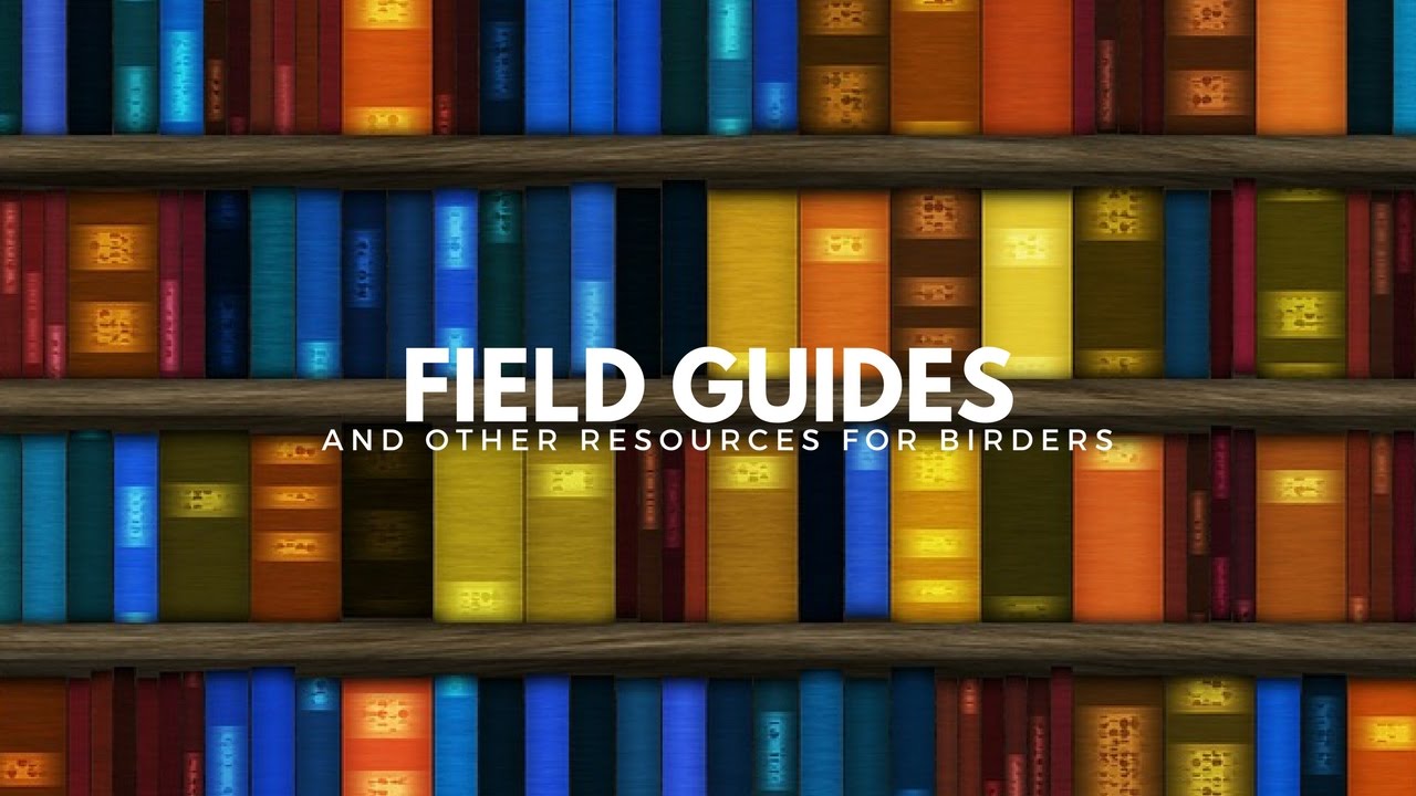 How to Use Field Guides and Other Birding Resources