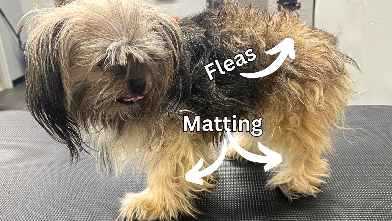 Shih Tzu COVERED in FLEAS & MATS || FREE GROOM