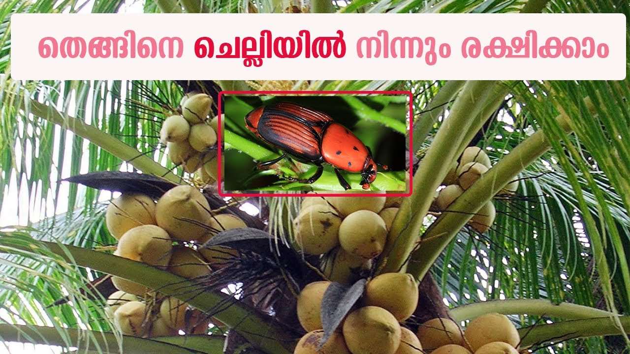 തെങ്ങിനെ ചെല്ലിയിൽ നിന്നും രക്ഷിക്കുവാൻ ശ്രദ്ധിക്കേണ്ട കാര്യങ്ങൾ | Thengu Krishi Malayalam