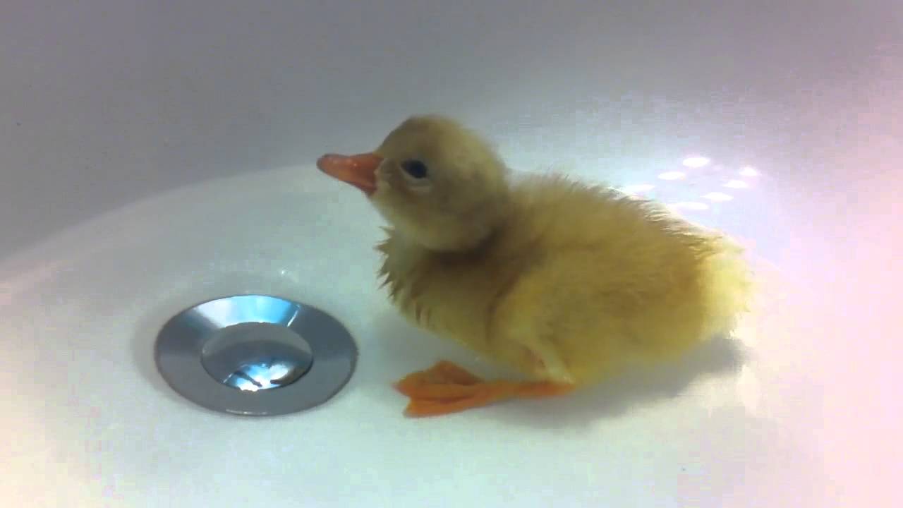 Cute Pekin Duckling Gets First Bath