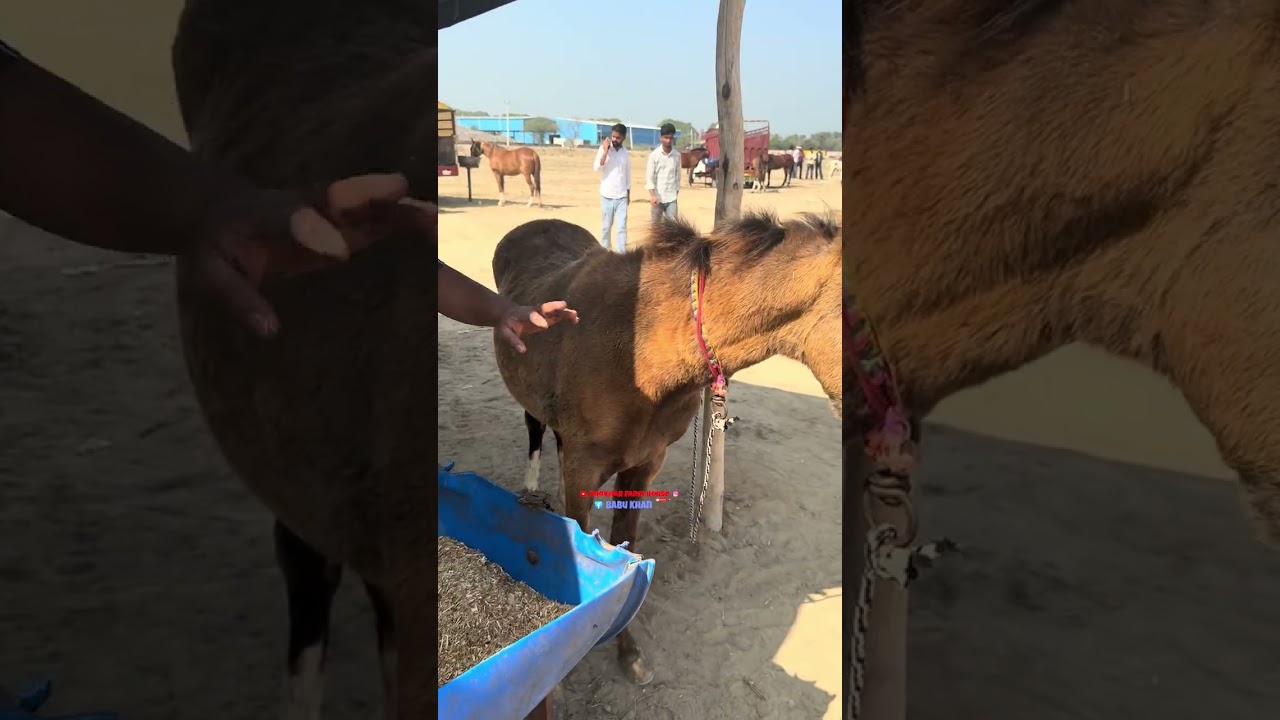 हनुमानगढ मेले में आई बहुत दूर से घोङीया 