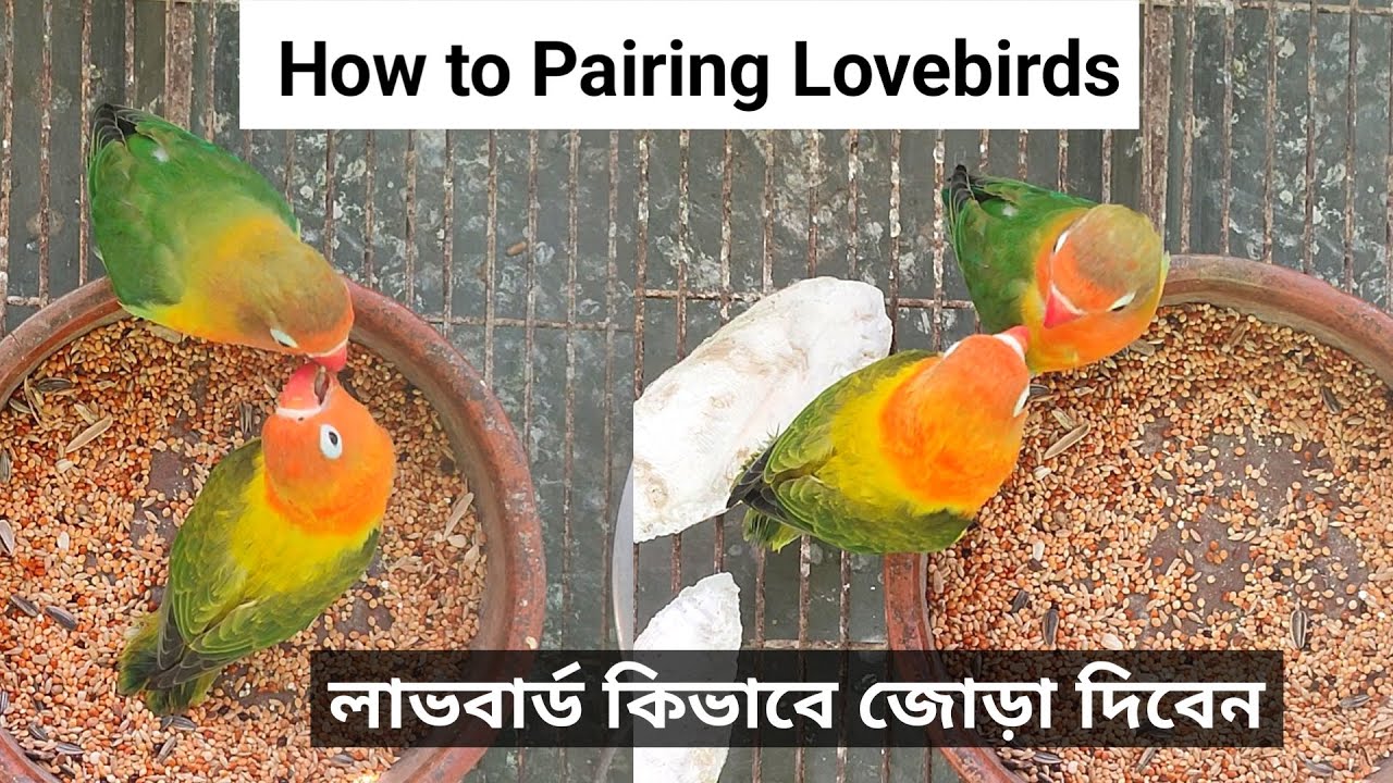 How to Pair Lovebirds Properly | লাভবার্ড কিভাবে জোড়া দিবেন সহজেই