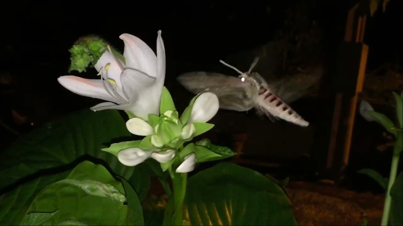 Sfinge del convolvolo #naturephotography #nature #wildlifephotography #animals #wildlifefilming