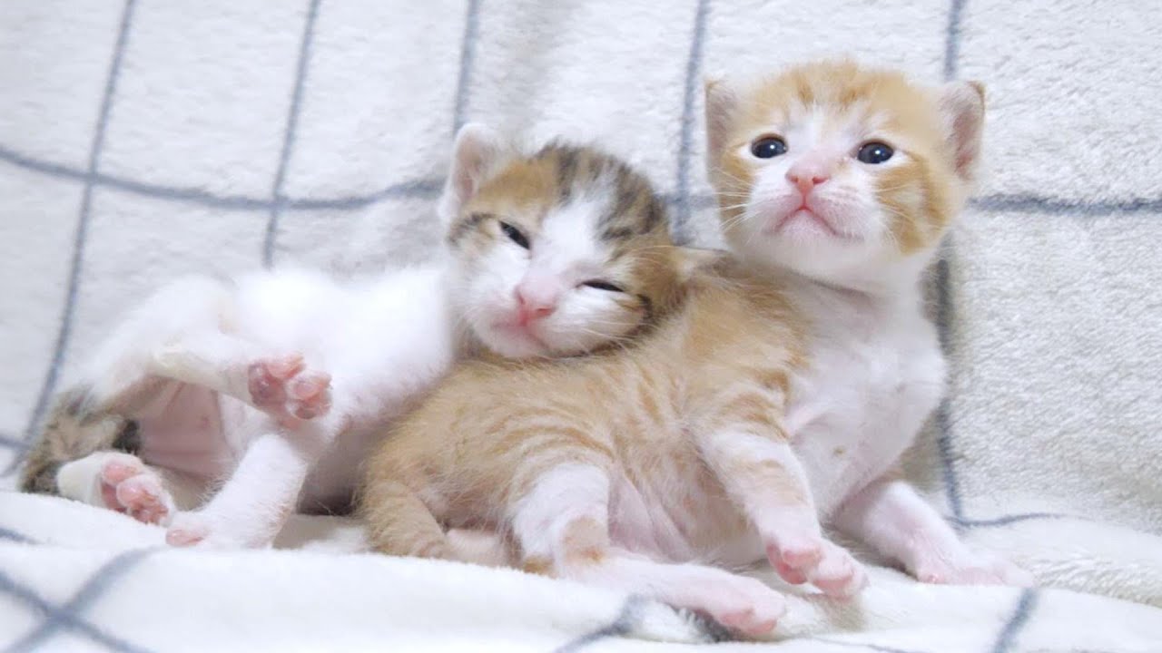 「おねえちゃん大好き」とくっついてくる子猫がカワイイ【赤ちゃん猫　保護猫】