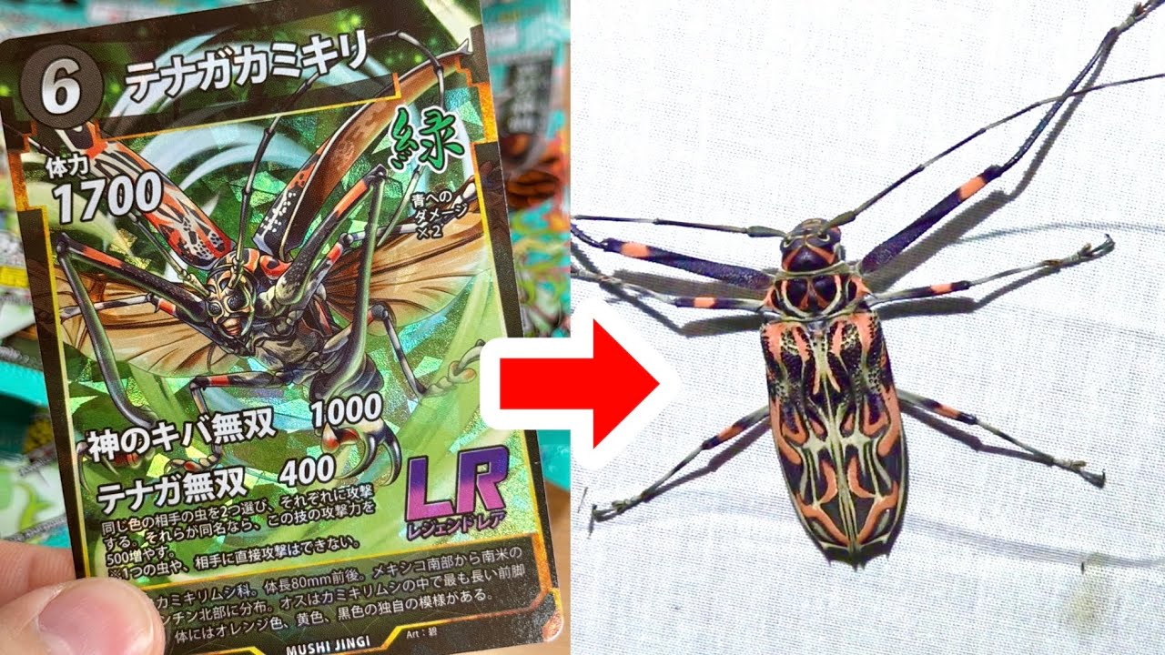 実在する虫のカードゲーム