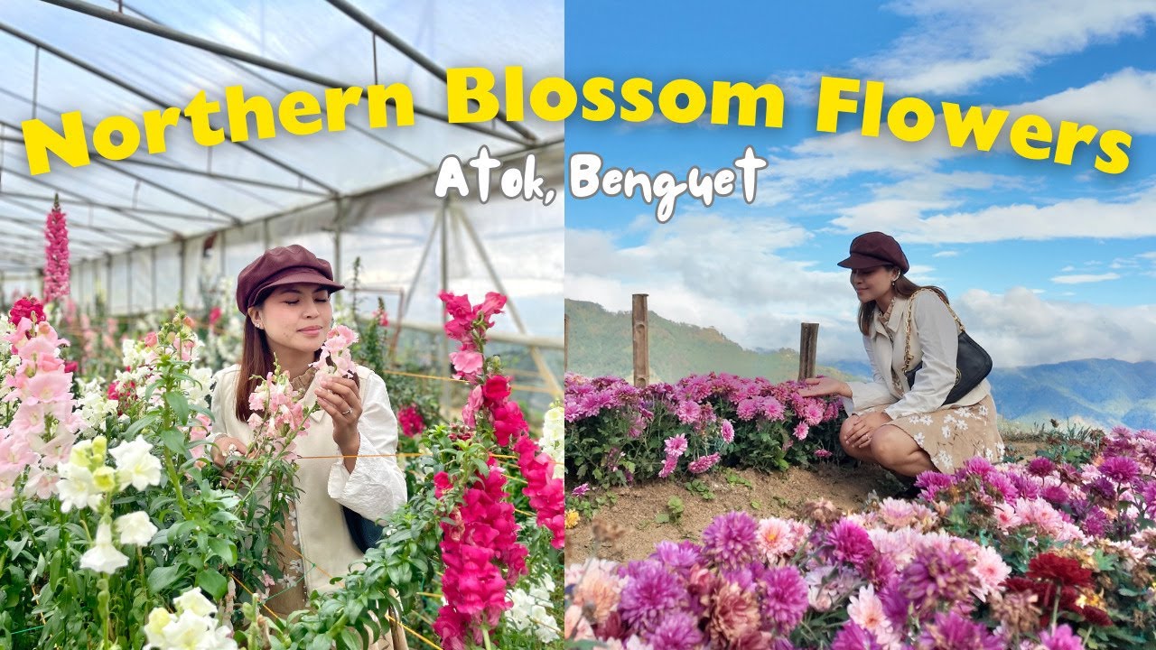Цветущий рай фермы северных цветов в Аток, Бенгет 🌸 | Однодневный тур из города Багио