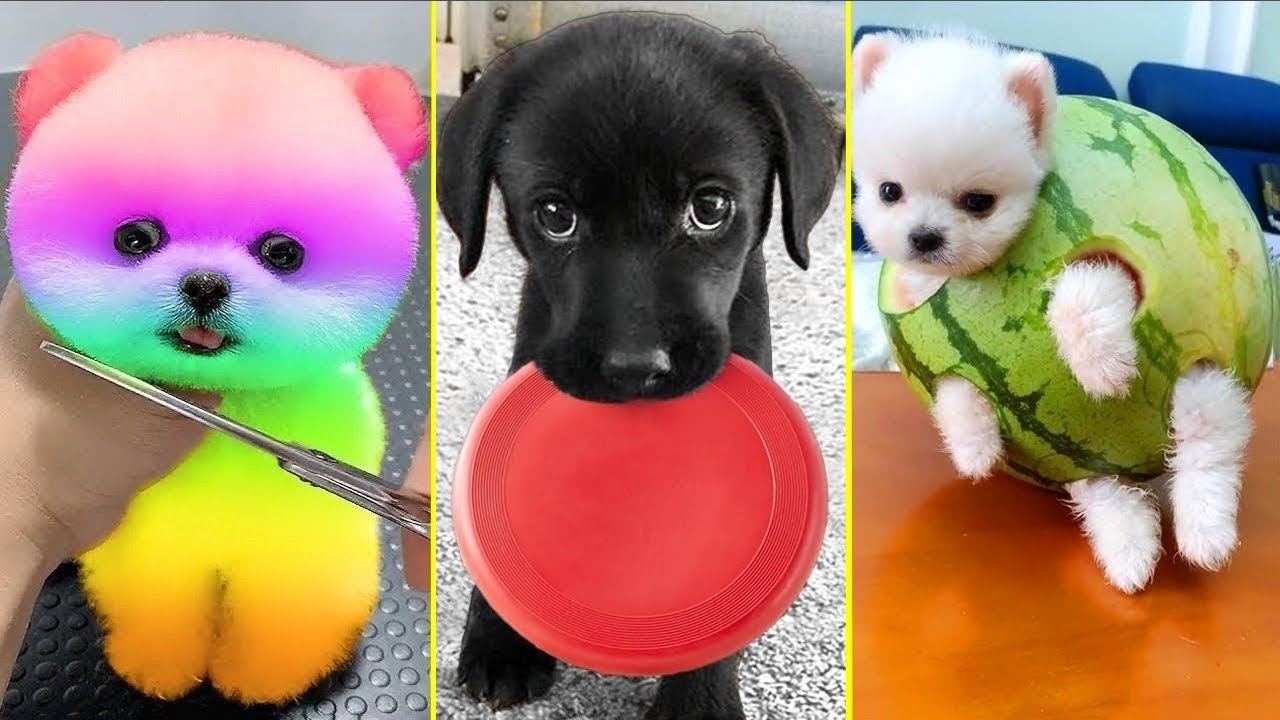 Cute Pomeranian Puppies Doing Funny Things #10 | Cute and Funny Dogs | PQ Tik Tok