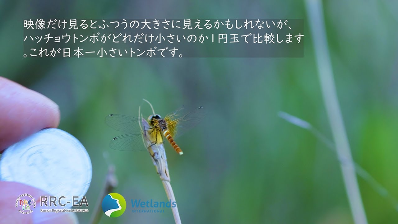 愛知県　葦毛湿原と黒河湿地　ラムサール東アジア地域センターと日本国際湿地保全連合による制作支援動画