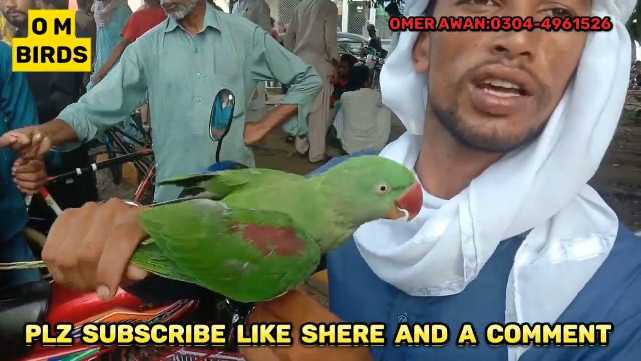 all birds markeet price//lahore bird prices //@omerawan7900
