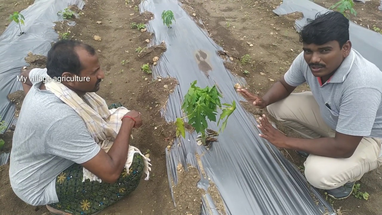 Papaya cultivation in telugu | బొప్పాయి సాగులో సలహాలు సూచనలు