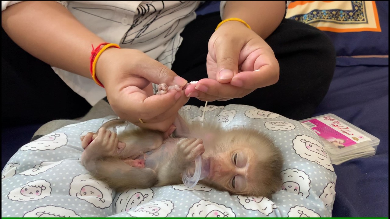 after bath mama clean nail for baby monkey