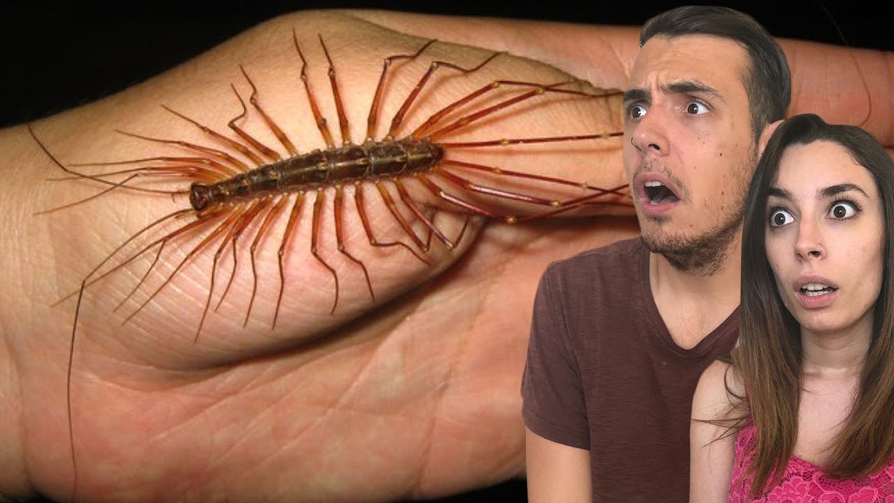 LAS 10 CRIATURAS MÁS HORRIBLES QUE PUEDES ENCONTRAR EN CASA