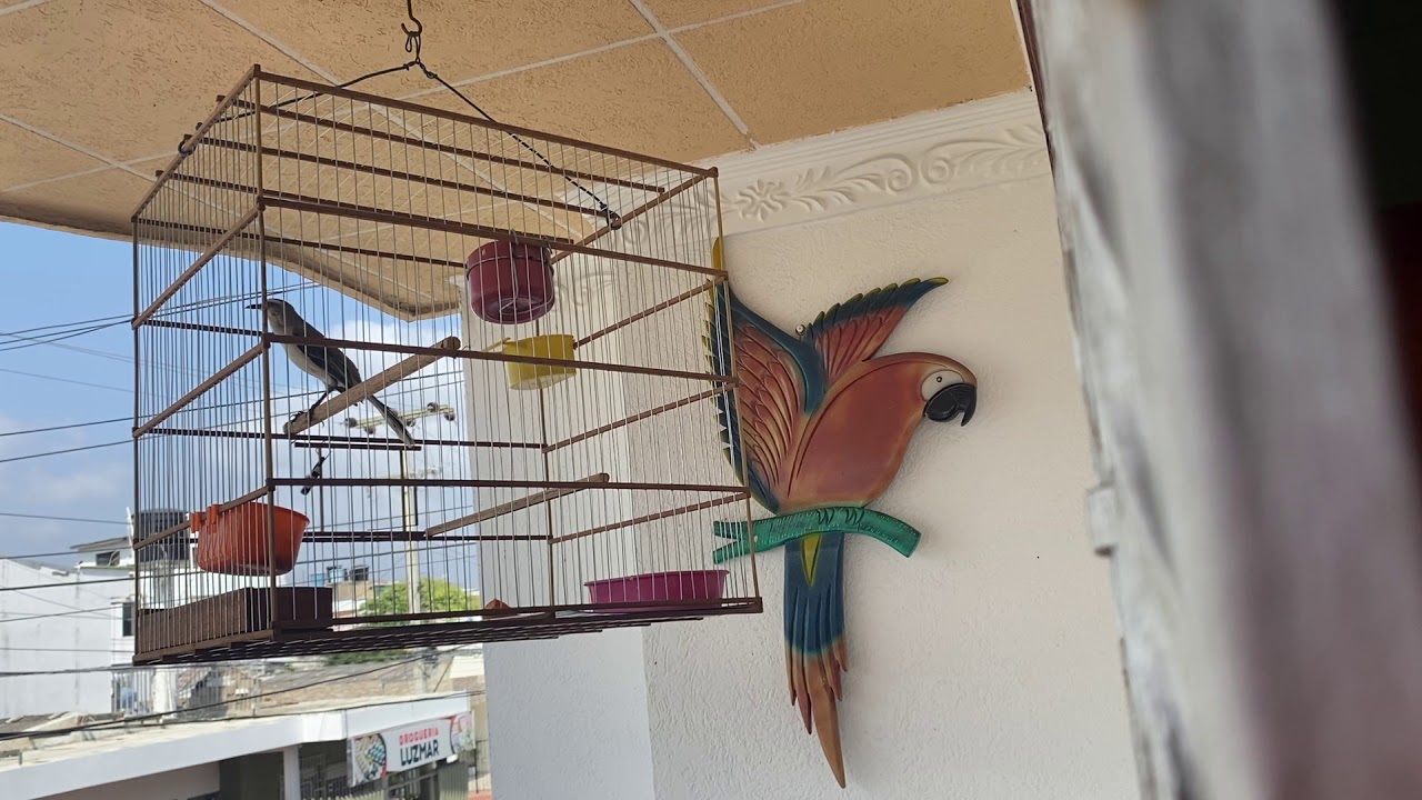 Sinsonte cantando 🇨🇴