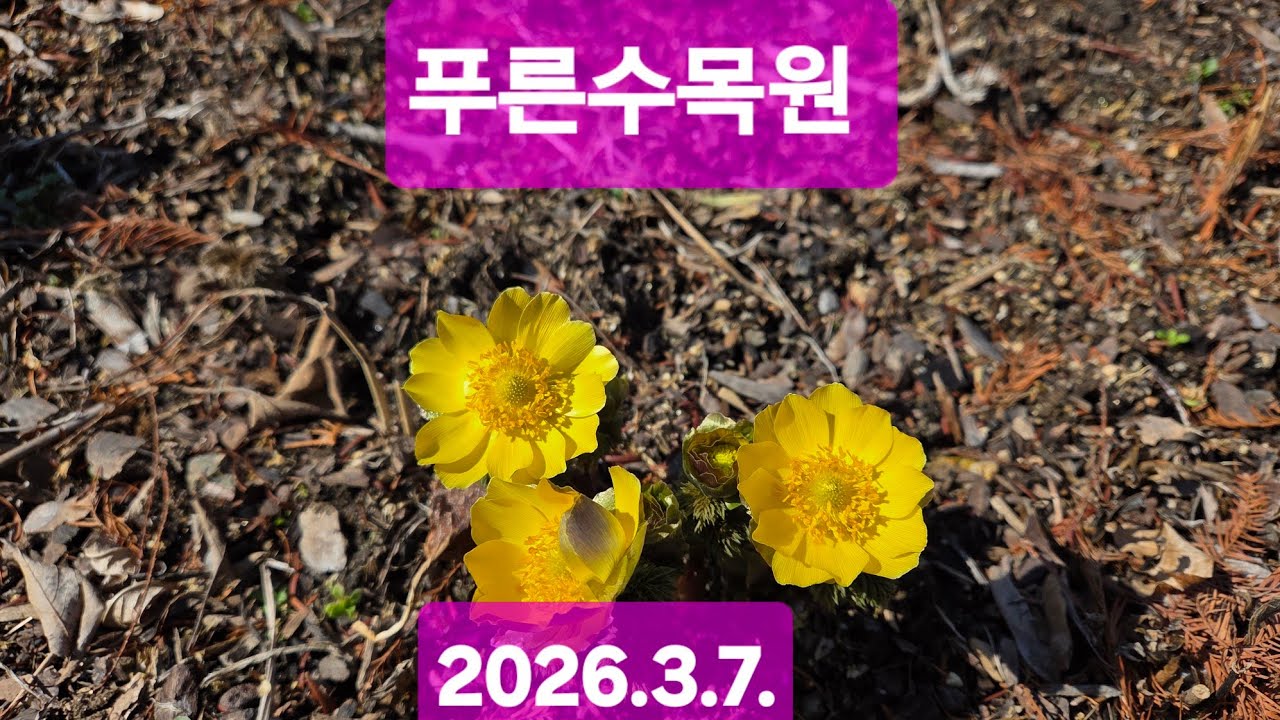 푸른수목원 (2026.3.7) 4℃(체감1℃)