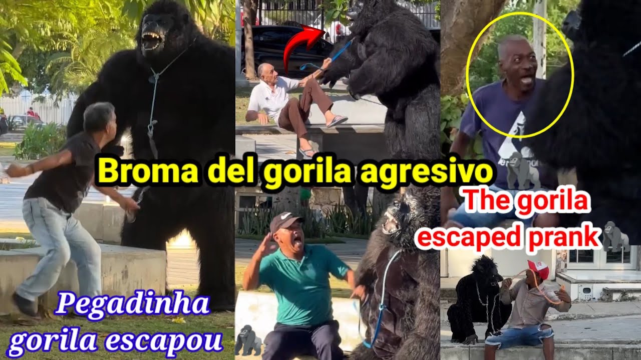 Broma del gorila 🦍 falso / pegadinha gorila escapou / The gorila escaped prank