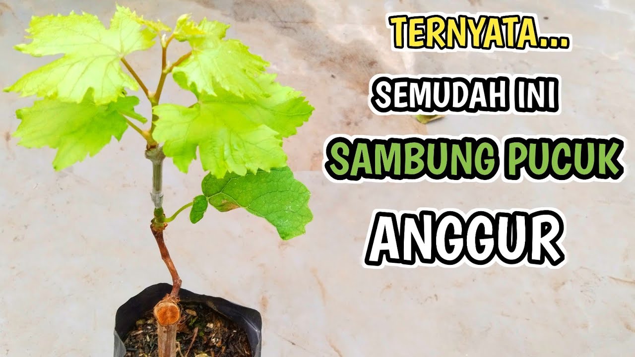 Cara Sambung Pucuk Anggur Paling Mudah‼️100% Berhasil✅#trending