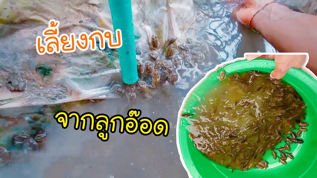 #การดูแลลูกฮวก_ให้เป็นเป็นลูกกบ อย่างปลอดภัย แข็งแรง