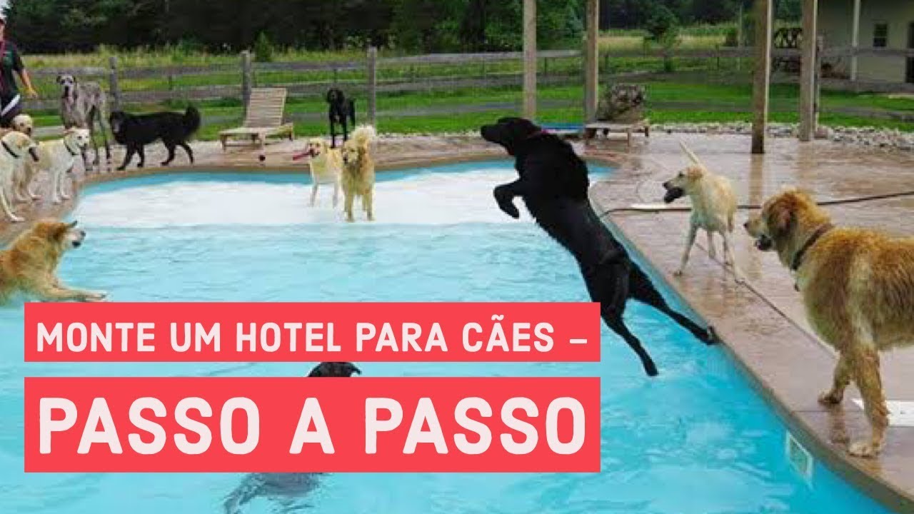 COMO MONTAR UM HOTEL PARA CÃES
