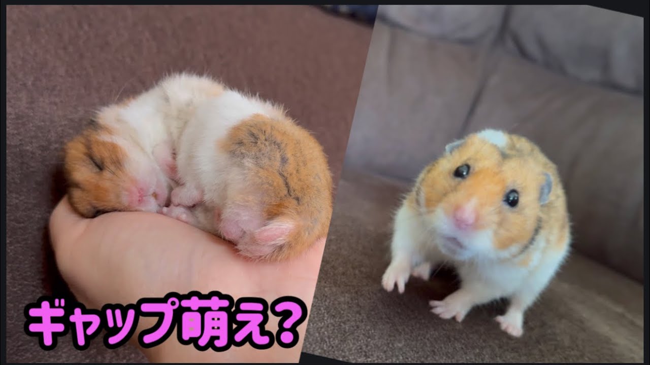同じハムスター！？ソファでの大暴れから一転、子供の手で爆睡するギャップ。The gap between wild sofa play and sleeping in a child's hand.