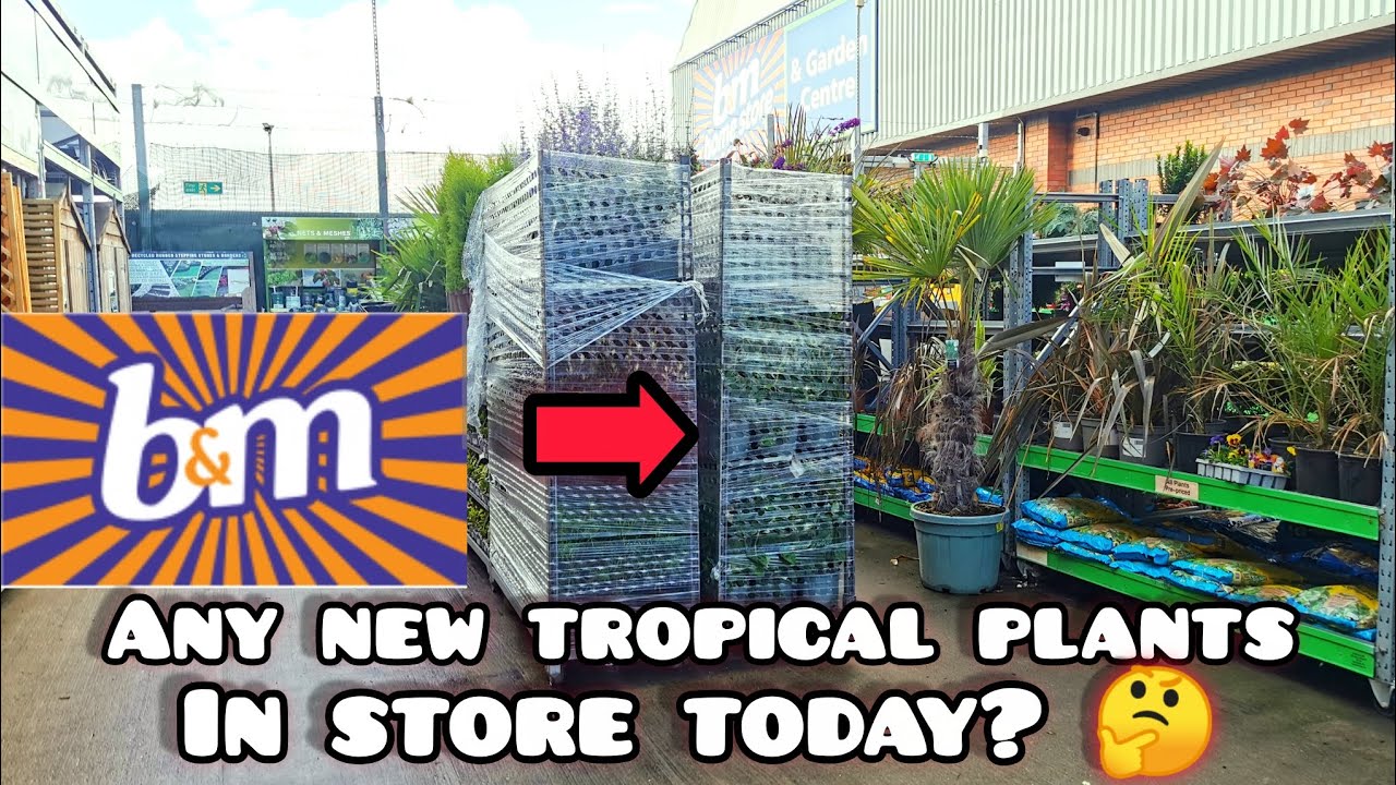 Any NEW B&M BARGAIN Tropical Plants in Today's Delivery? 🤔🌴 Grab a DEAL while it Lasts! 