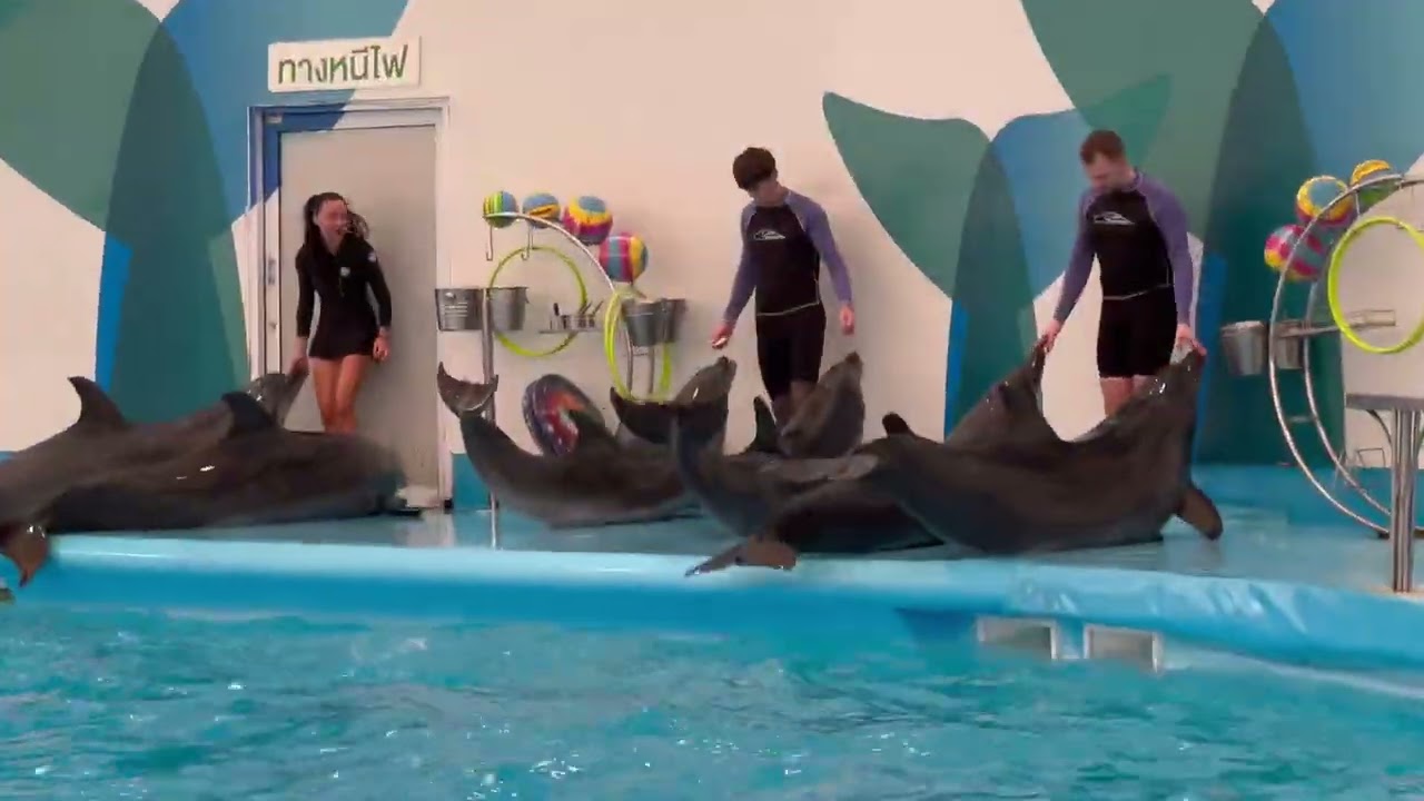 Dolphinarium at pattaya 01.03.2025