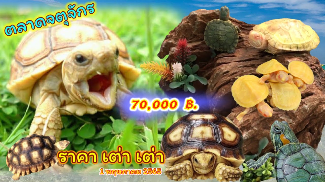 16. ราคาเต่าหลากหลายชนิดที่ (จตุจักร)@ccexotichouse