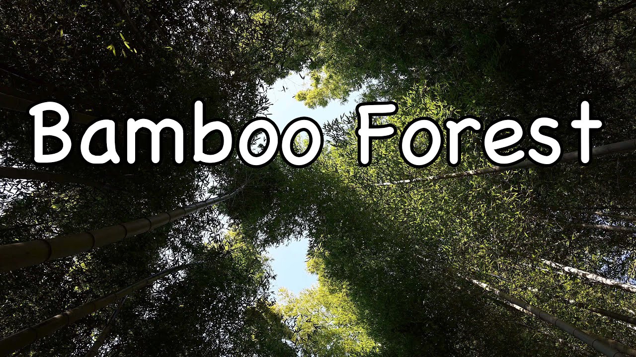Sound of Bamboo Forest