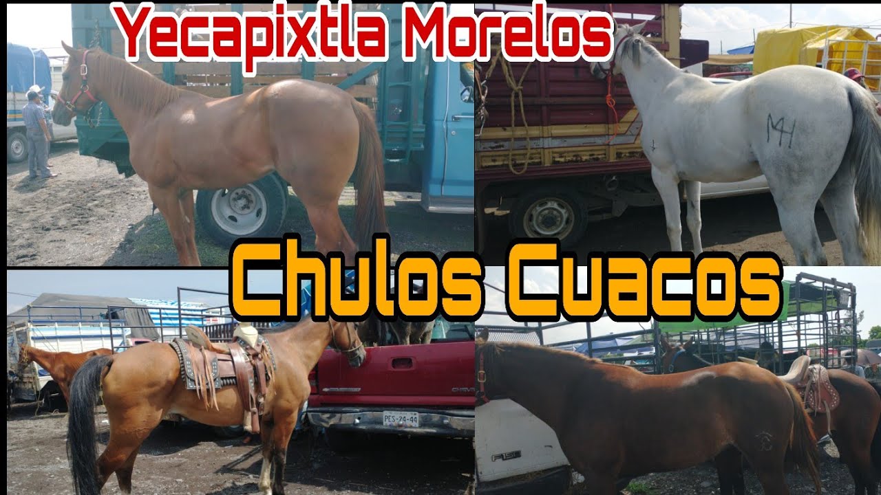 YEGUAS - CABALLOS EN  YECAPIXTLA MORELOS  / Mercado de animales @ElRanchoyyoTagDominguez