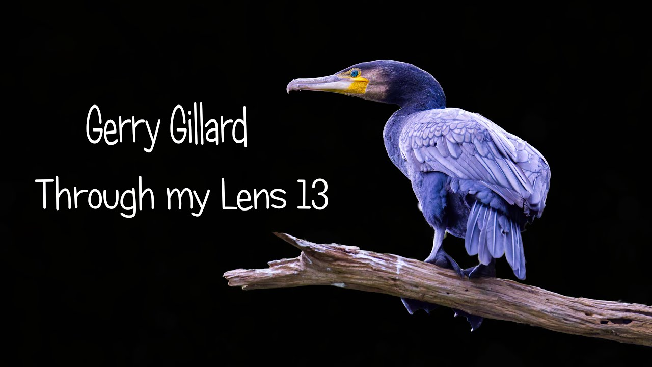 Through My lens 13. Wildlife in Cornwall 2025. Canon R5 with RF200-800mm. Inc original music by GG