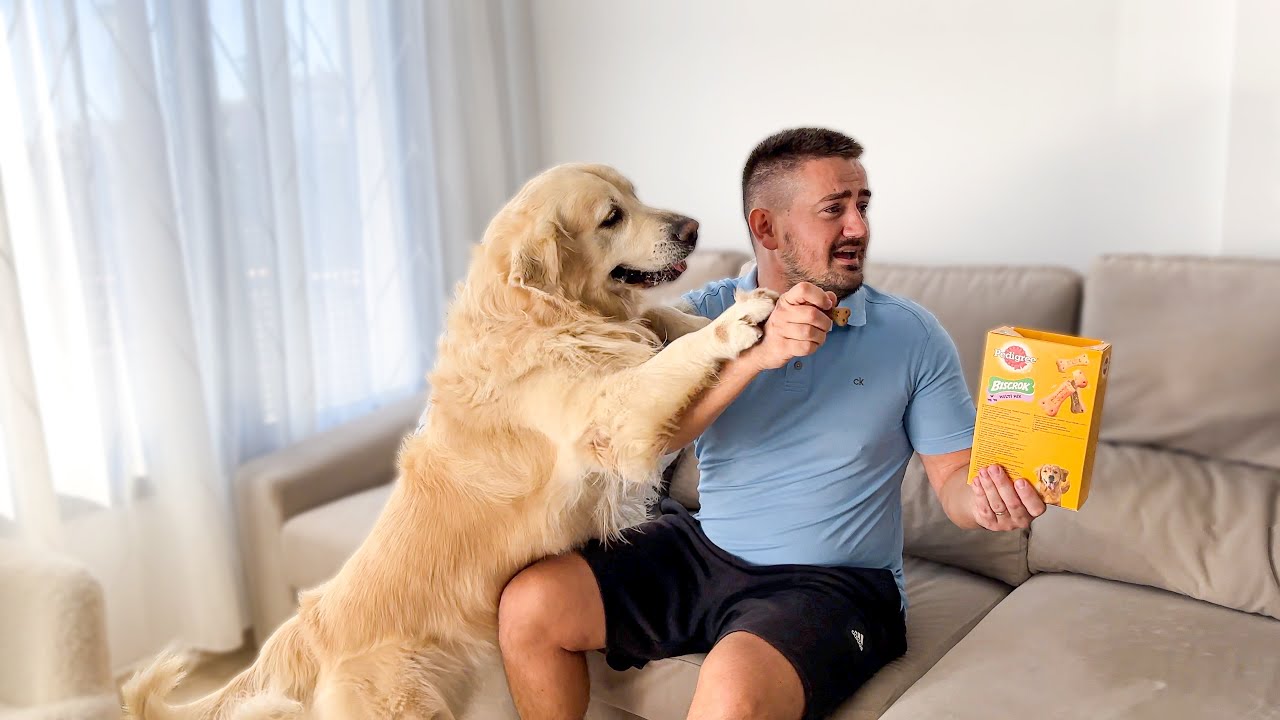The Golden Retriever hates to be ignored