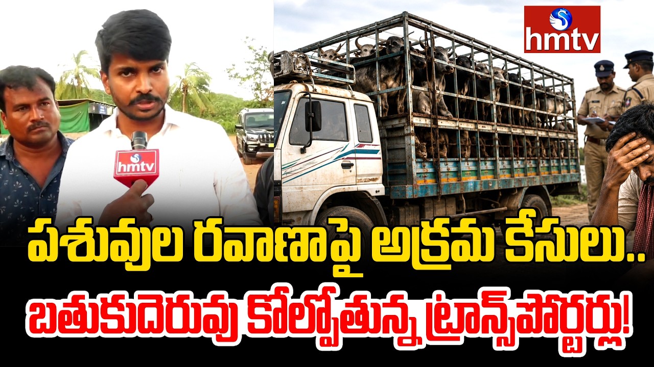 చట్టబద్ధ పశువు రవాణాపై అక్రమ వసూళ్లు | Corruption On Legal Animal Transportation In AP | hmtv