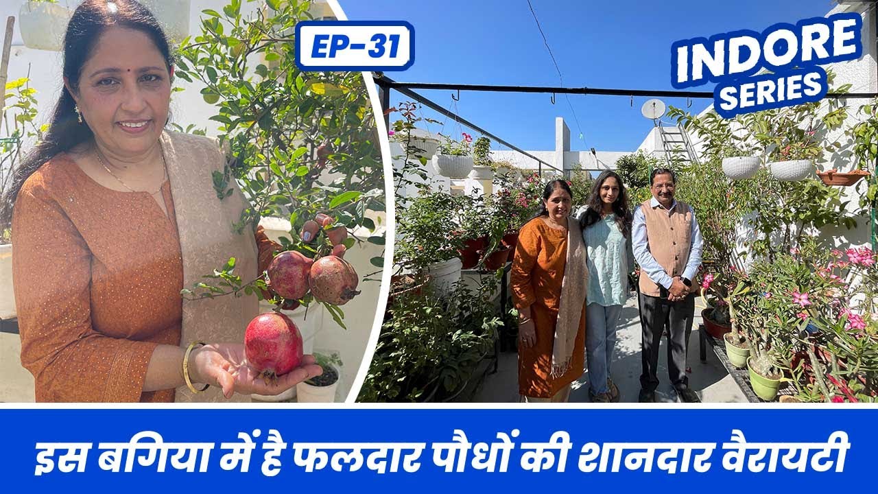 इस बगिया में है फलदार पौधों की शानदार वैरायटी Amazing Varieties of Grafted Fruit Plants EP-31