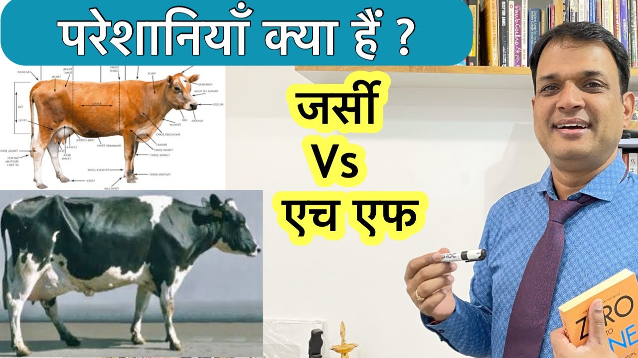 जर्सी या एच एफ, कौन सी गाय की नस्ल है सबसे अच्छी ? @DairyUstaad