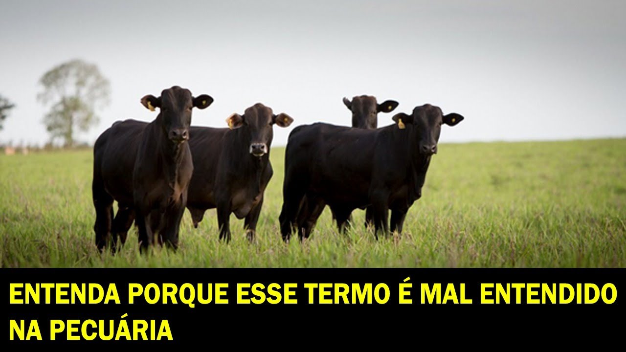 NOVILHO PRECOCE, COMO É DEFINIDO?