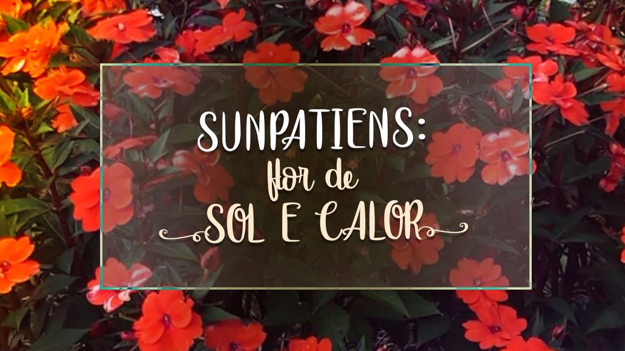 A FLOR perfeita pra SOL e CALOR: sunpatiens