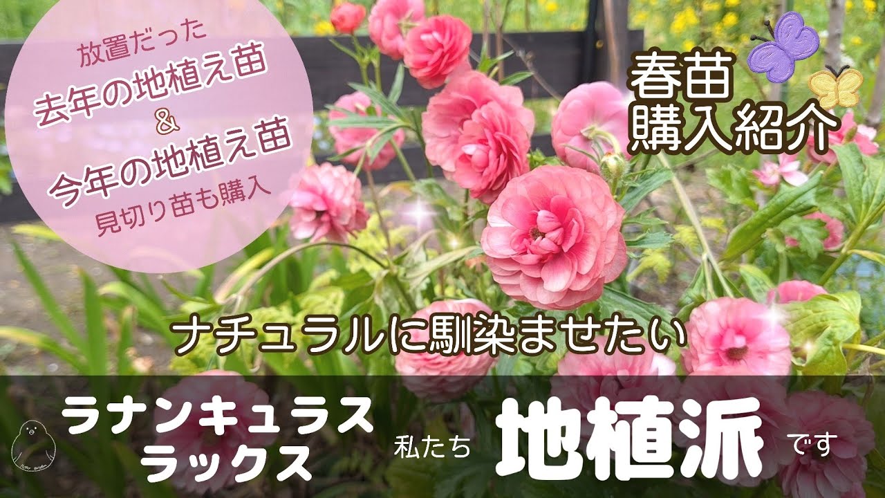 ラナンキュラスラックス　地植え｜ガーデニング　4月♪春の購入苗紹介｜
