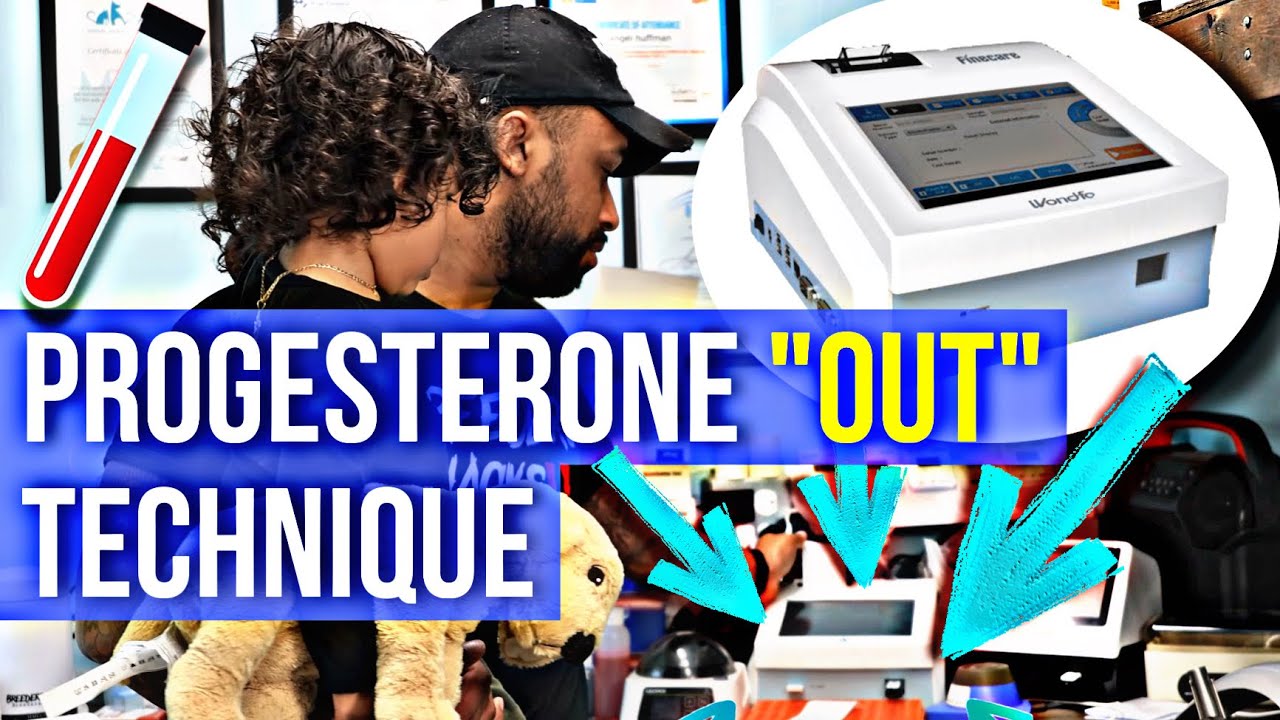 Canine progesterone tip & trick to ensure pregnancy! The &ldquo;PROGESTRONE OUT&rdquo; technique